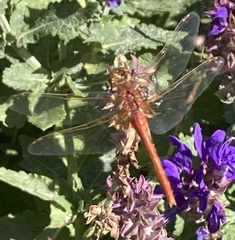Sympetrum
