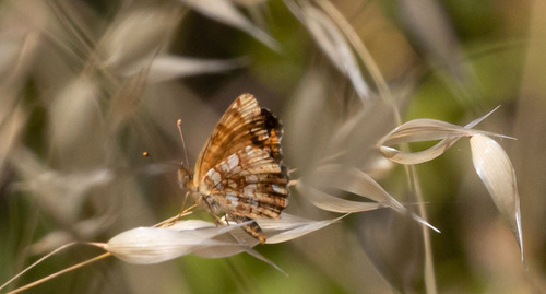 iNaturalist observation photo of Mylitta Crescent