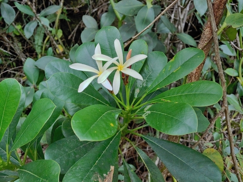 Plumeria krugii (Plumeria krugii)