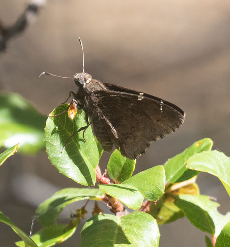 iNaturalist observation photo of Northern Cloudywing