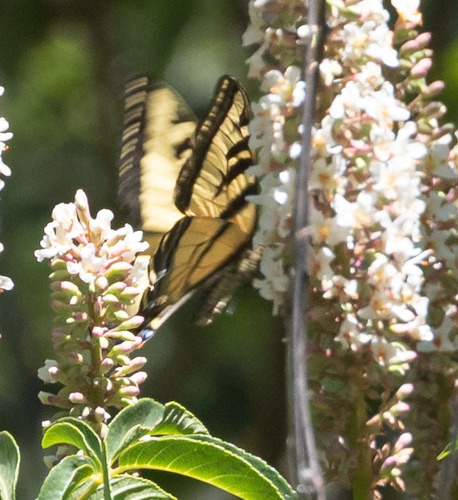 iNaturalist observation photo of Western Tiger Swallowtail