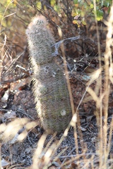 Echinocereus reichenbachii baileyi