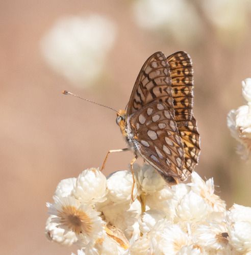 iNaturalist observation photo of Callippe Fritillary
