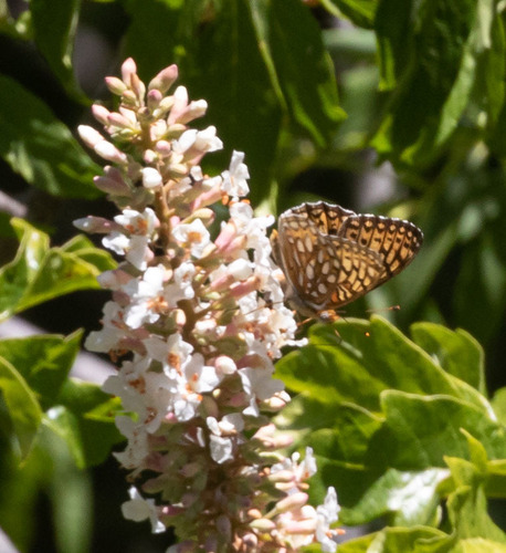 iNaturalist observation photo of Callippe Fritillary