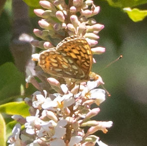 iNaturalist observation photo of Callippe Fritillary