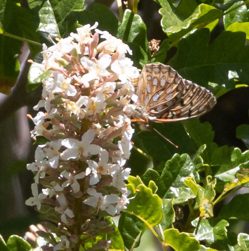 iNaturalist observation photo of Callippe Fritillary