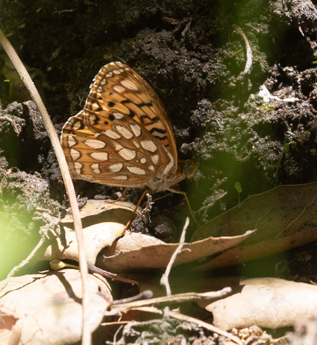 iNaturalist observation photo of Callippe Fritillary