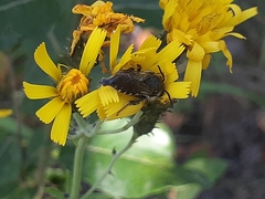 Coelioxys alatus