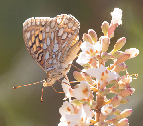 iNaturalist observation photo of Callippe Fritillary