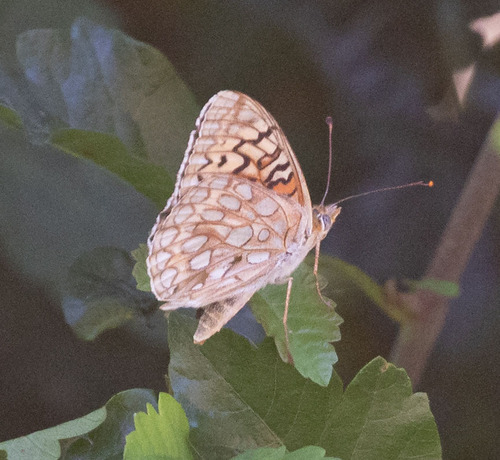 iNaturalist observation photo of Callippe Fritillary