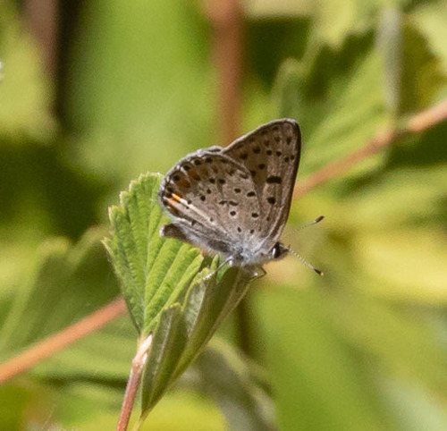iNaturalist observation photo of Gorgon Copper