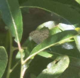 iNaturalist observation photo of Gorgon Copper