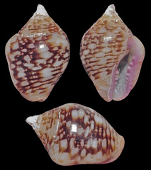 Euplica turturina