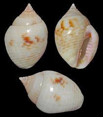 Euplica turturina