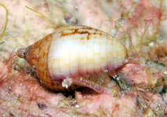 Euplica turturina