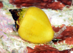 Euplica turturina