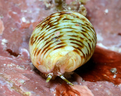 Euplica turturina