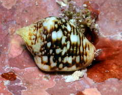 Euplica turturina