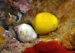 Euplica turturina