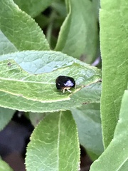 Clastoptera saintcyri