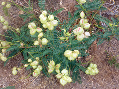 Astragalus nuttallii