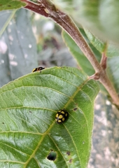 Epilachna mexicana