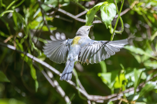 Northern Parula, photo 8 of 9