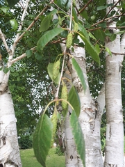 Betula utilis jacquemontii
