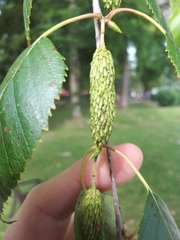 Betula utilis jacquemontii