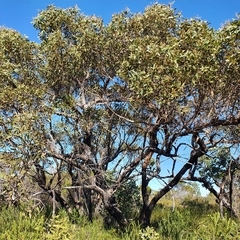 Eucalyptus capitellata