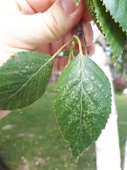 Betula utilis jacquemontii