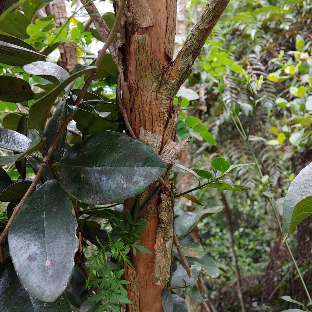 Pimenta racemosa; photograph (c) Kurt Miller, some rights reserved (CC BY-SA)