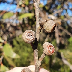 Eucalyptus capitellata