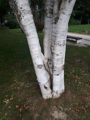 Betula utilis jacquemontii