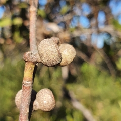 Eucalyptus capitellata