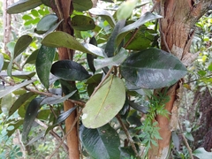 Pimenta racemosa grisea