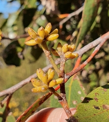 Eucalyptus capitellata