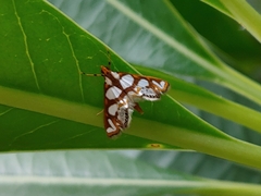 Chrysendeton