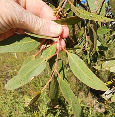 Eucalyptus capitellata