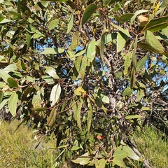 Eucalyptus capitellata