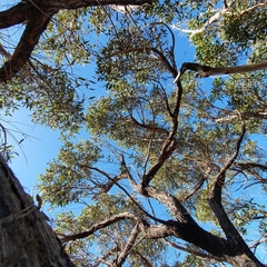 Eucalyptus capitellata