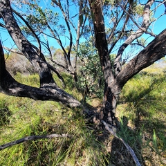 Eucalyptus capitellata