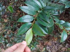 Guatteria blainii