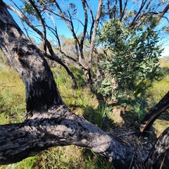 Eucalyptus capitellata