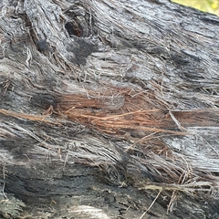 Eucalyptus capitellata