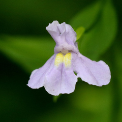 Mimulus ringens