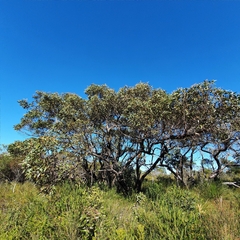 Eucalyptus capitellata