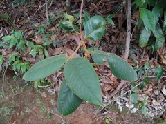 Myrcia fenzliana