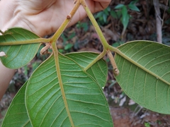 Myrcia fenzliana