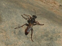 Sphex flavipennis